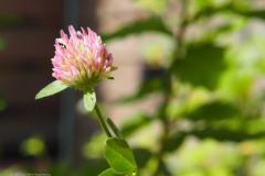 klaver#(20220618)a flora