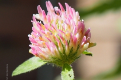 klaver#(20220618)aa flora