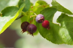 krentenboompje#(20220618) flora