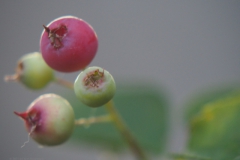 krentenboompje#(20210618)  flora