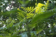 varen#(20200619) flora