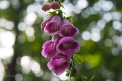 vingerhoedskruid#(20200619)aa flora