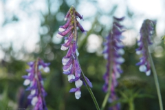 wikke#(20240619) flora