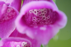 vingerhoedskruid#(20200619)ab flora