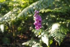 vingerhoedskruid#(20200619)a flora