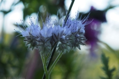 phacelia#(20240619) flora