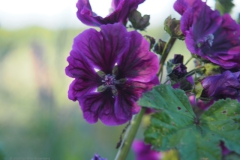 tuinkaasjeskruid#(20240619) flora