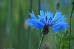 korenbloem#(20240619) flora
