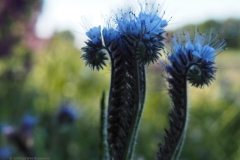 phacelia#(20240619) flora