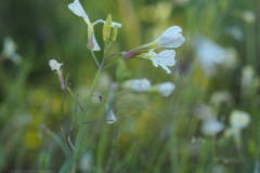 knopherik#(20240619) flora