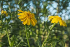 gele ganzenbloem#(20240619) flora