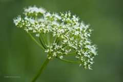 fluitenkruid#(20200619)a flora