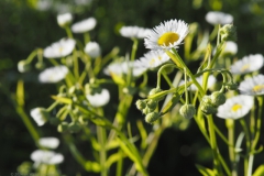 zomerfijnstraal#(20240619)a flora