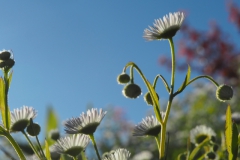zomerfijnstraal#(20240619)c flora