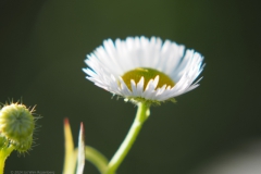 zomerfijnstraal#(20240619)b flora