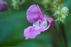 balsemien#(20240619)a flora