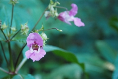 balsemien#(20240619)c flora