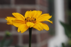 margriet#(20240620)a flora