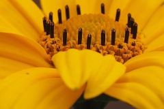margriet#(20240620)aa flora