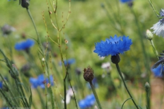 korenbloem#(20230621)b flora