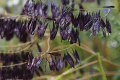 wede#(20230621) flora