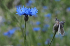 korenbloem#(20230621)a flora