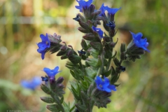 ossentong#(20230621) flora