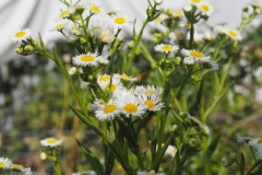 zomerfijnstraal#(20230621) flora
