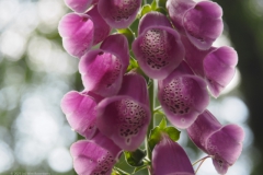 vingerhoedskruid#(20230621)aa flora