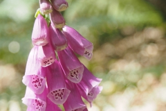 vingerhoedskruid#(20230621)a flora