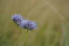 zandblauwtje#(20210623) flora