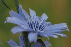 cichorei#(20210623) flora
