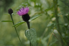 knoopkruid#(20210623)a flora