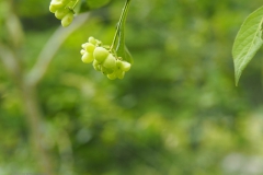 kardinaalsmuts#(20210623) flora