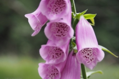 vingerhoedskruid#(20210623)b flora