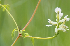 rankende helmbloem#(20210623) flora