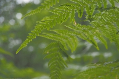 varen#(20210623)b flora