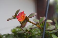 portulaca#(20240624) flora