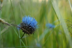 zandblauwtje#(20240624)a flora