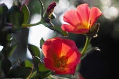 portulaca#(20220623) flora