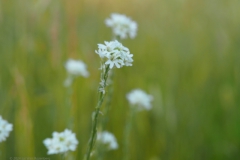 grijskruid#(20240624) flora