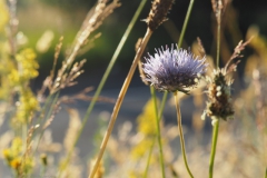 zandblauwtje#(20240624)b flora
