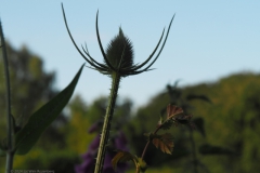 distel#(20240624) flora