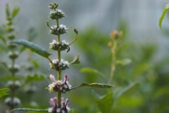 hartgespan#(20240624) flora