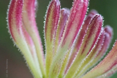 kamperfoelie#(20220623) flora