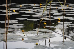 gele plomp#(20240624)b flora