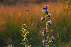 slangenkruid#(20240624) flora