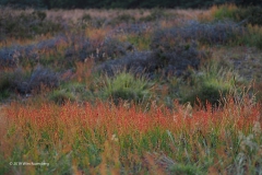 zuring#(20190624) flora