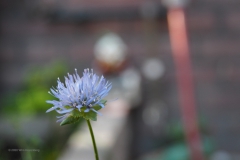 zandblauwtje#(20200626)a flora