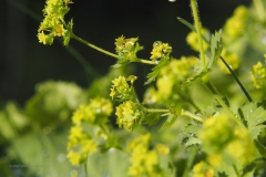 vrouwenmantel#(20200626) flora